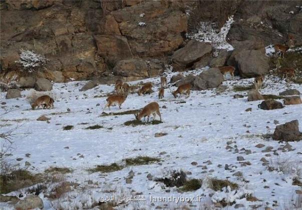 ایجاد تشکل های محلی برای نظارت بر جنگلها، مراتع و حیات وحش لرستان